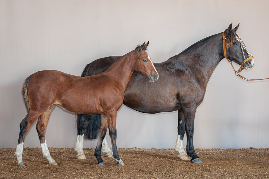 Lote Rincon La Martina - Cabaña La Higuera