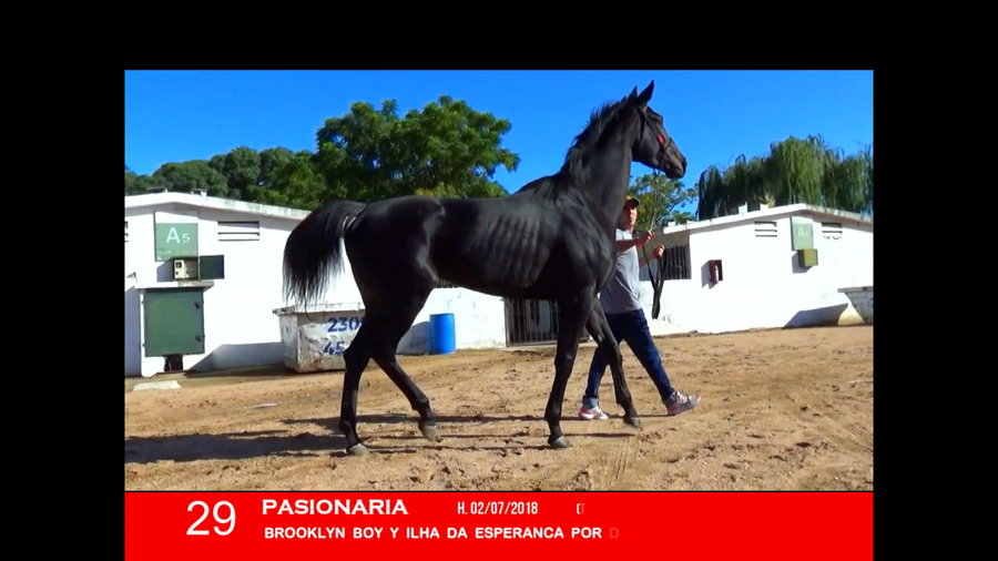 Lote PASIONARIA