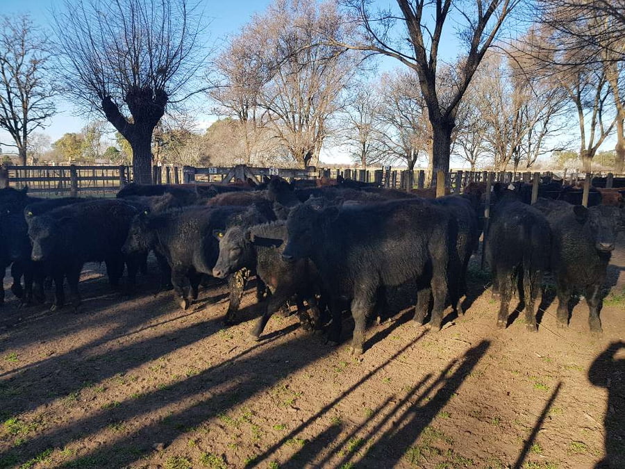 Lote 23 Terneros en Gral. Lamadrid, Buenos Aires