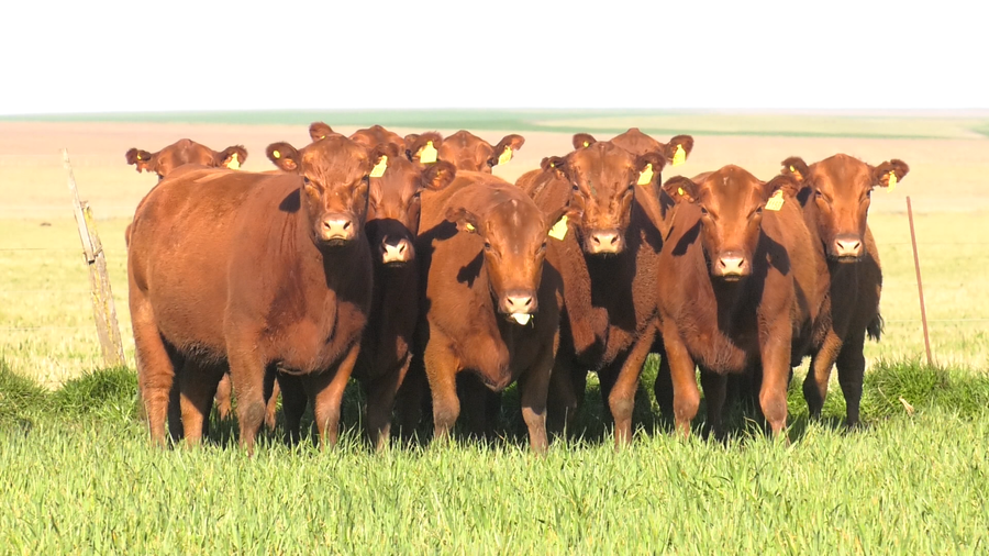 Lote VACAS  ANGUS COLORADO   P. CONTROLADAS C/ GTIA DE PREÑEZ PARICION OTOÑO