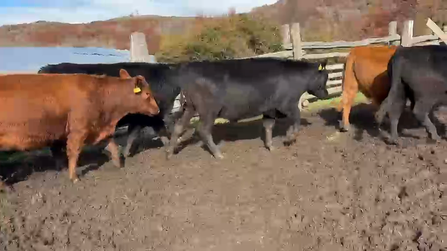 Lote 68 Novillo Engorda en Coyhaique, XI Región Aysén