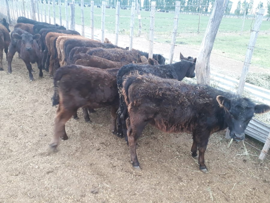 Lote 100 Terneros/as 110kg - , Mendoza