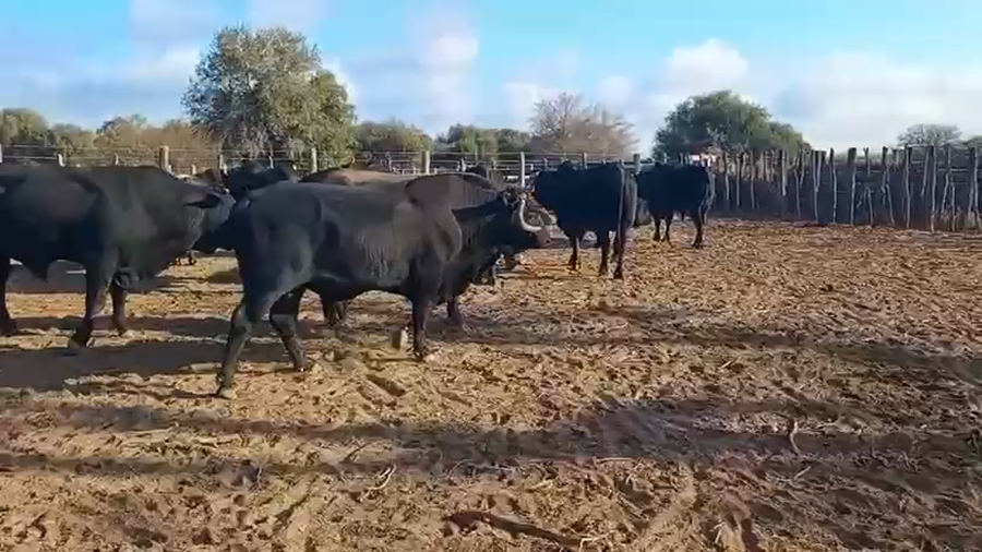 Lote 125 Vacas de invernar