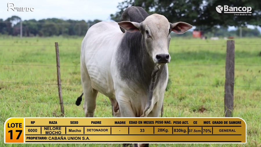 Lote Toros NELORE MOCHO a remate en Jueves 29 de mayo- Remates PDC, San Pedro