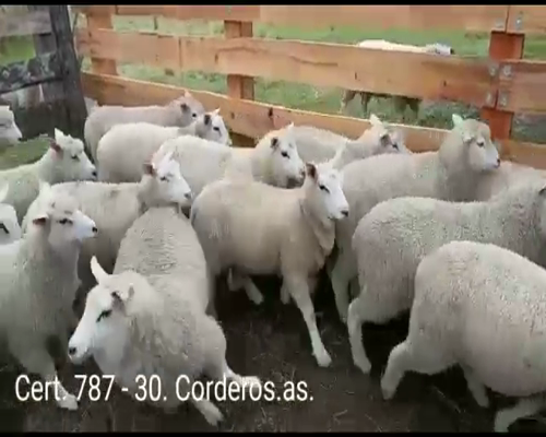 Lote CORDEROS