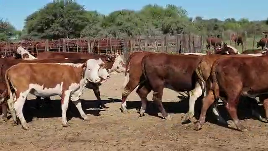 Lote 39 Vaquillonas C/ gtia de preñez en Villa Minetti, Santa Fe