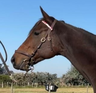 Lote DEAR CONTESSA