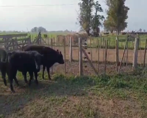 Lote 50 Novillitos en Navarro, Buenos Aires