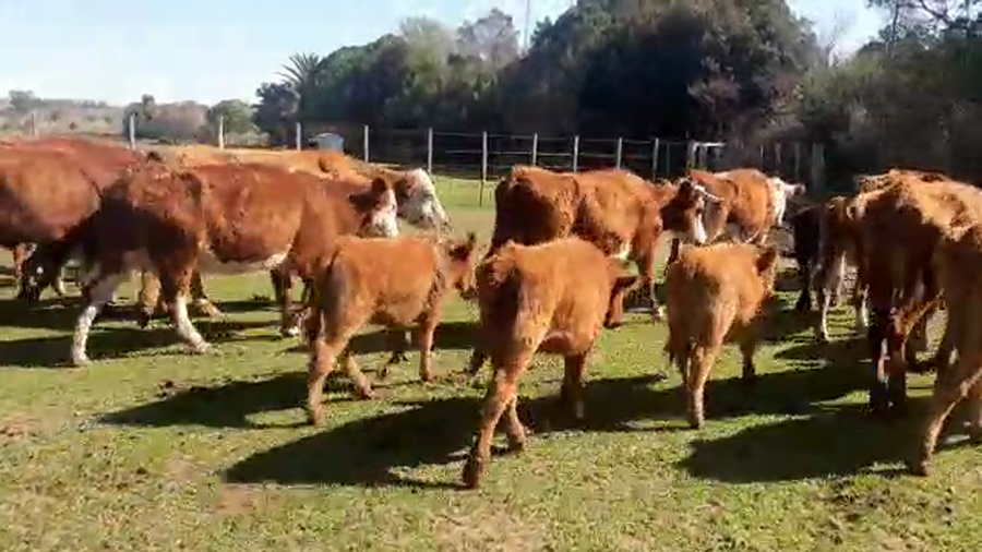 Lote 28 piezas de cria con hembras hereford y cruzas