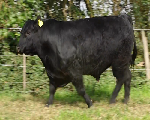 Lote TOROS PURO DE PEDRIGREE