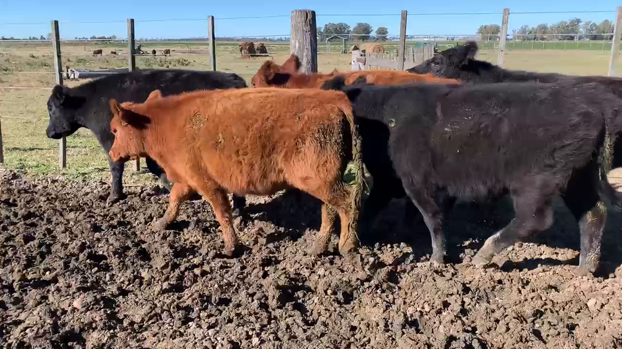 Lote 45 Novillitos en Brandsen