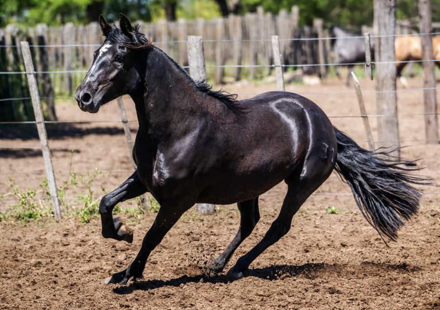 Lote DEL OESTE MECHA CORTA