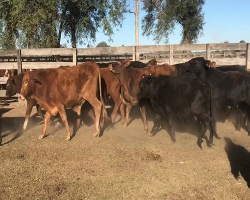 Lote 85 Novillitos en Pirané, Formosa