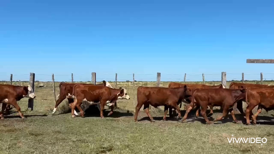 Lote 71 Terneros/as