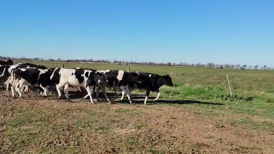 Lote 30 Novillitos Holando Argentino en Seeber, Córdoba