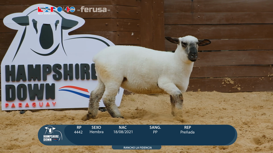 Lote LOTE 57 - BOZAL