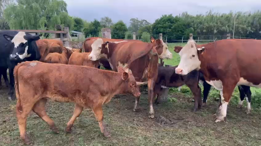 Lote 24 Piezas de cría a remate en Pantalla Camy, San José