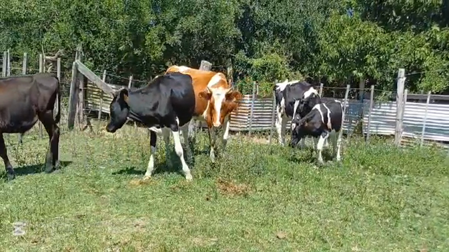 Lote NOVILLOS HOLANDO