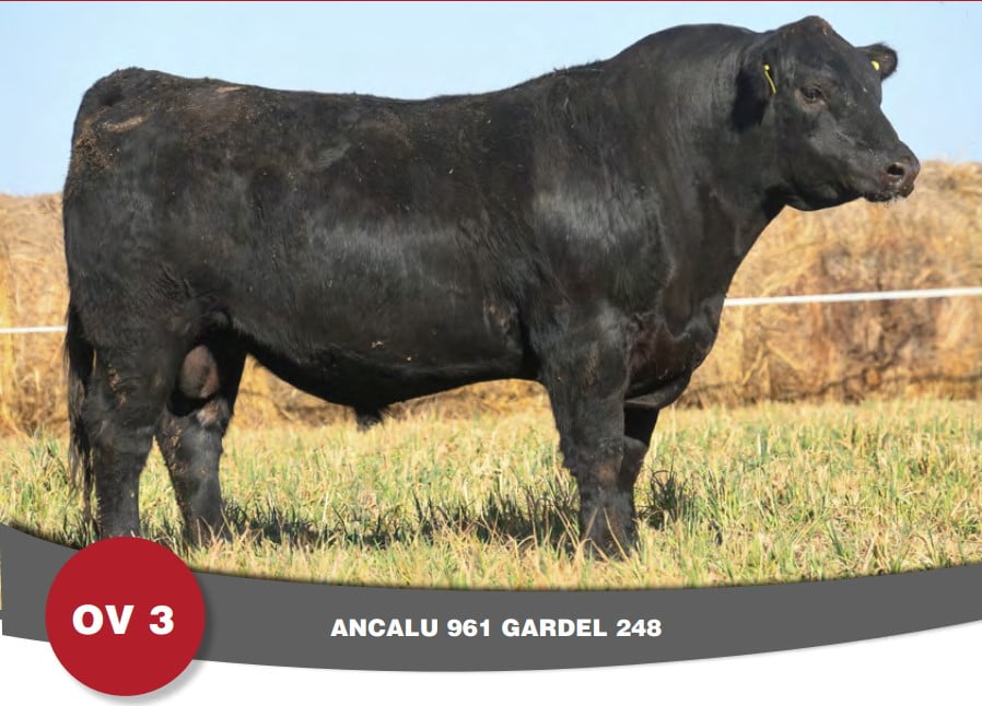 Lote Toro PP