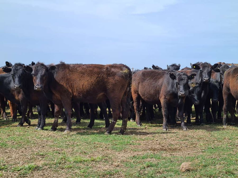 Lote 32 Vaquillonas preñadas en Gral. Lamadrid, Buenos Aires