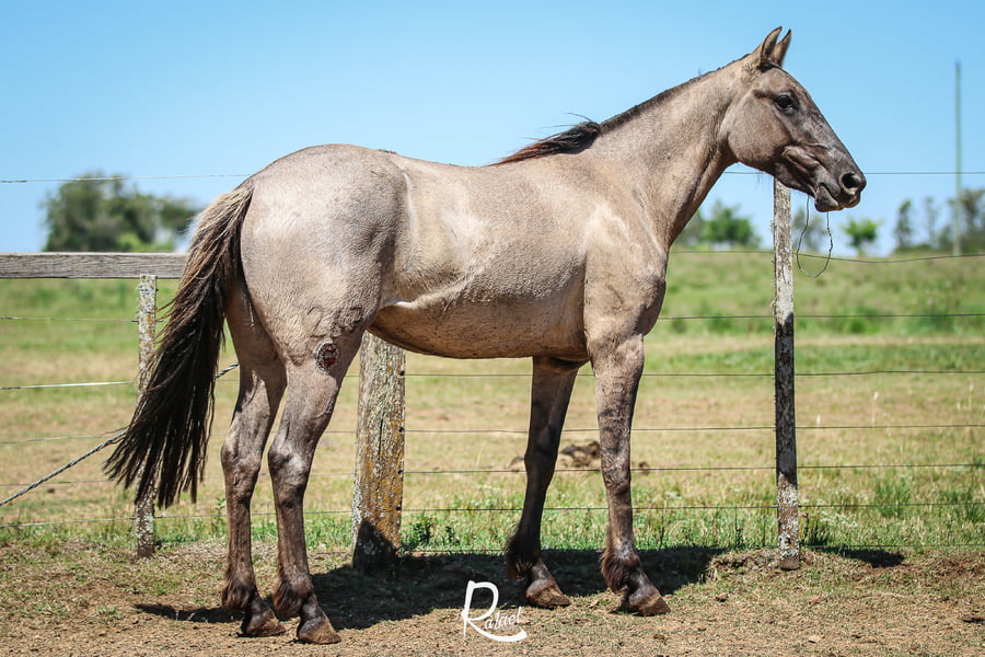 Lote Dacota Don Salvador