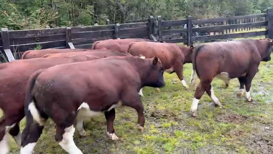 Lote 14 Ternero en Cisnes, XI Región Aysén