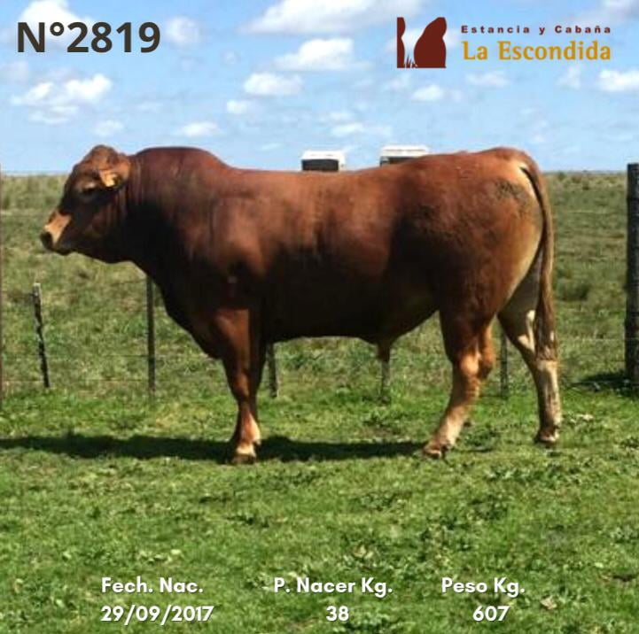 Lote Venta particular de Toros Limousin