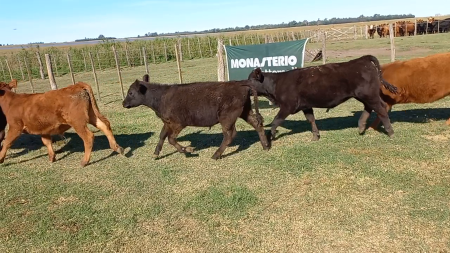 Lote 18 terneras Daireaux