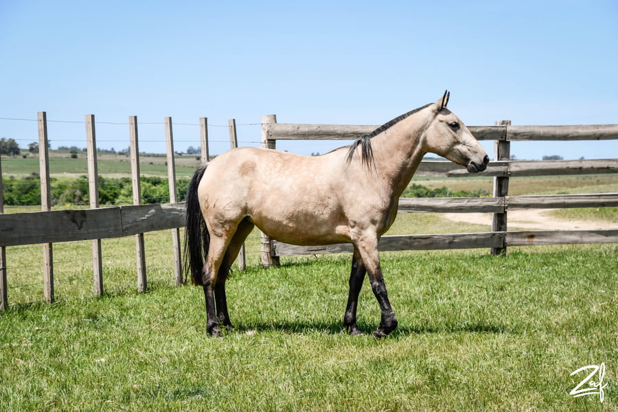 Lote PERILLITA MOLLES