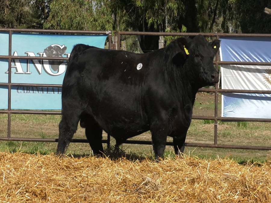 Lote TOROS ANGUS PP