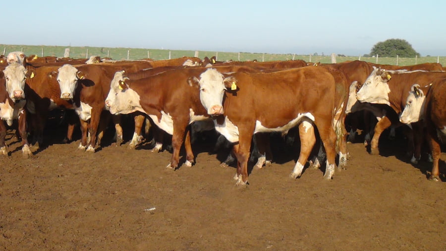 Lote SAENZ VALIENTE, BULLRICH Y Cia. S.A.