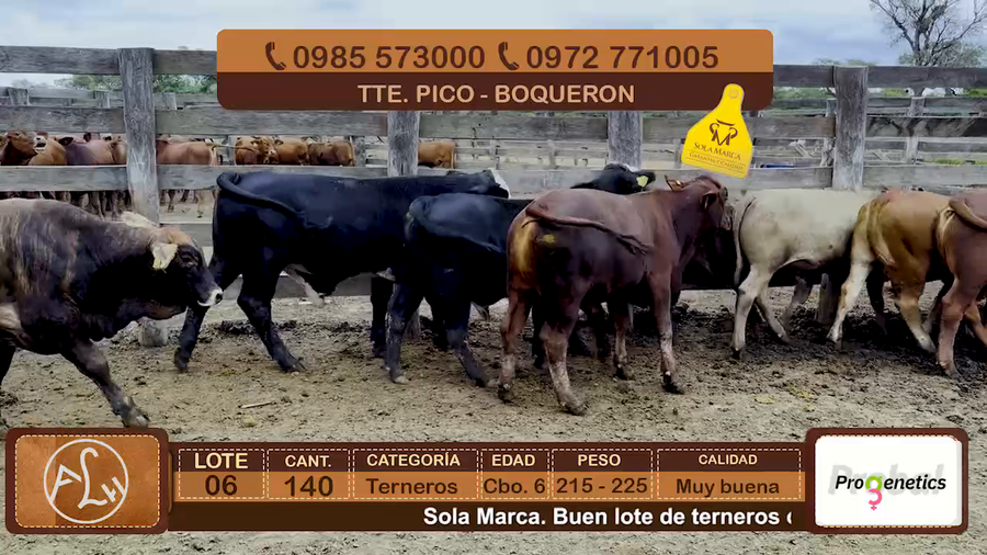Lote Lote 6