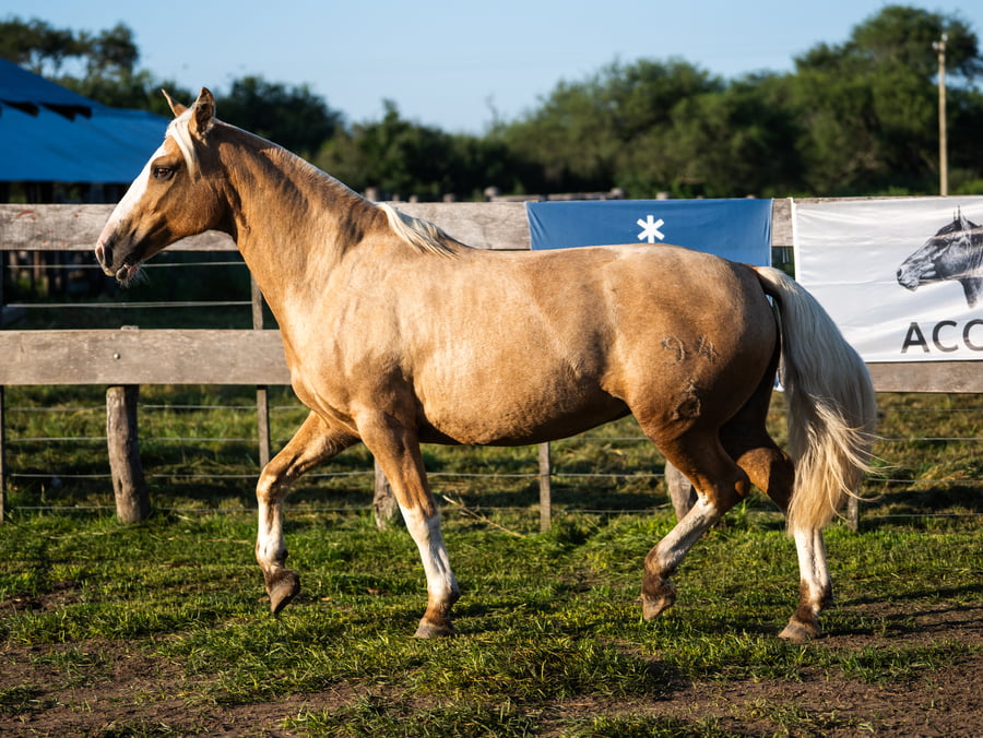 Lote YAFUCOY ENCONTRADA