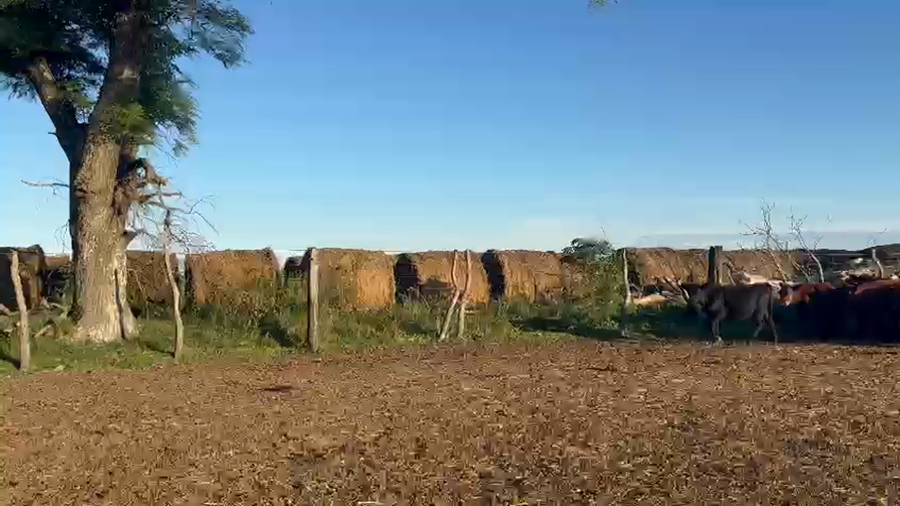 Lote 130 Terneras en Entre Ríos, Nogoyá