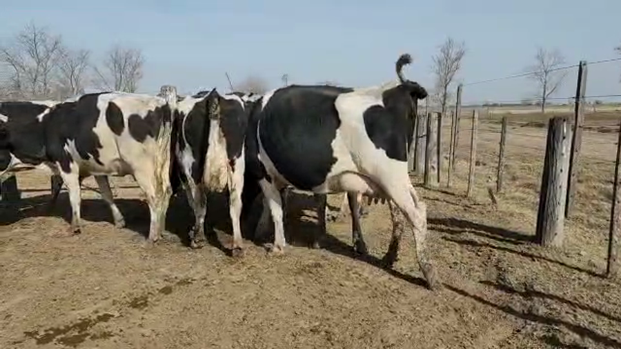 Lote Est. Don Osvaldo - Produccion