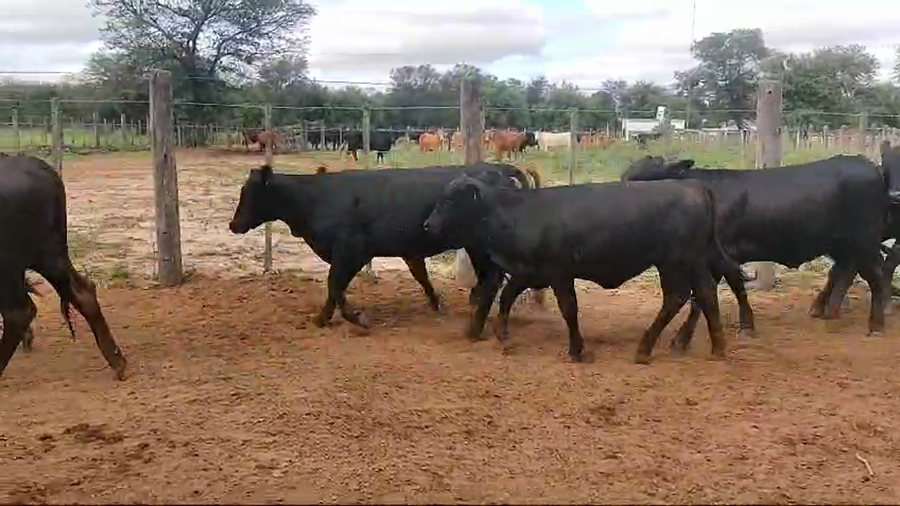 Lote 31 Vaquillonas en Campo Gallo, Santiago del Estero