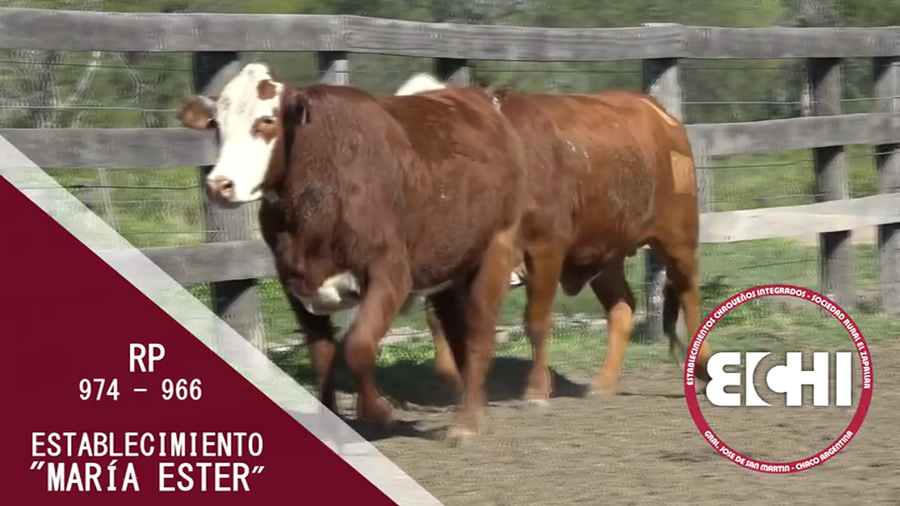 Lote VAQUILLAS PREÑADAS BRAFORD CABAÑA MARIA ESTER
