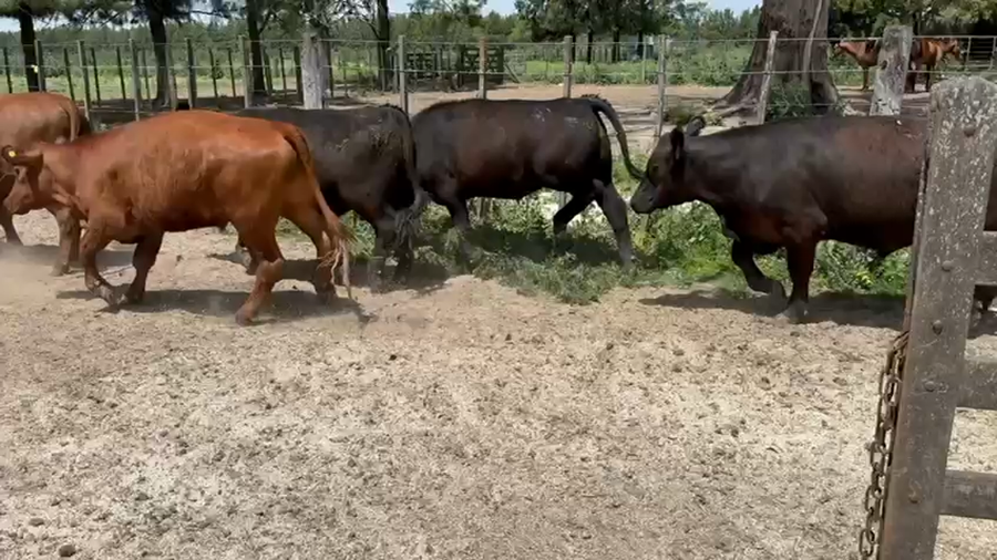 Lote 55 Novillitos