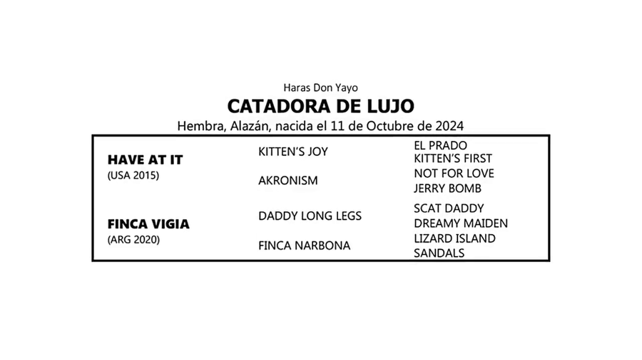 Lote CATADORA DE LUJO