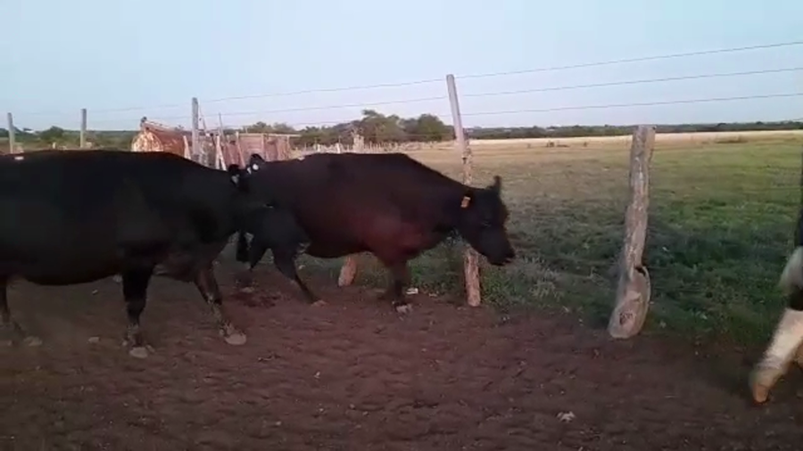 Lote 11 Vacas CUT con cría en Nogoyá, Entre Ríos