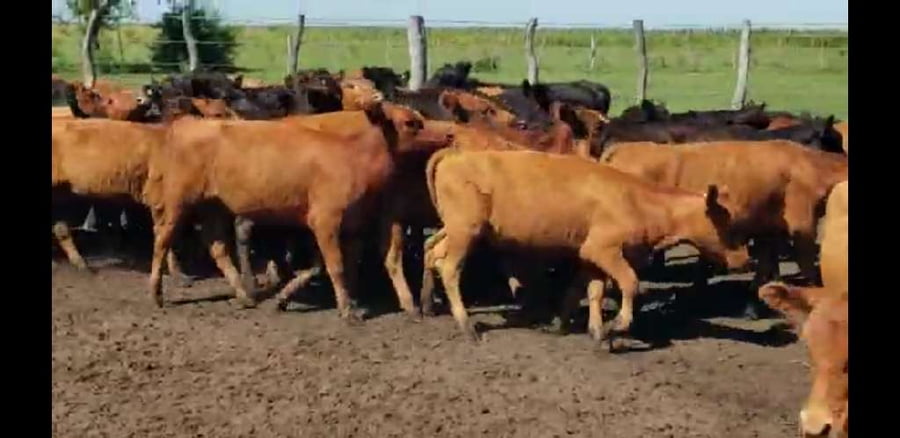 Lote 70 Terneros/as en Villaguay, Entre Ríos