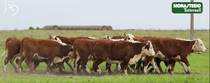 Lote VIENTRES PREÑADOS(CORRAL 52)