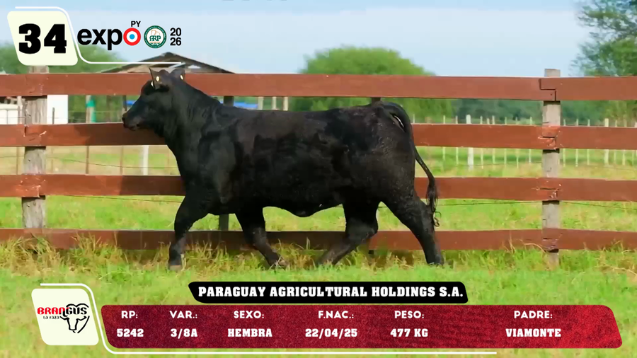 Lote LOTE 34