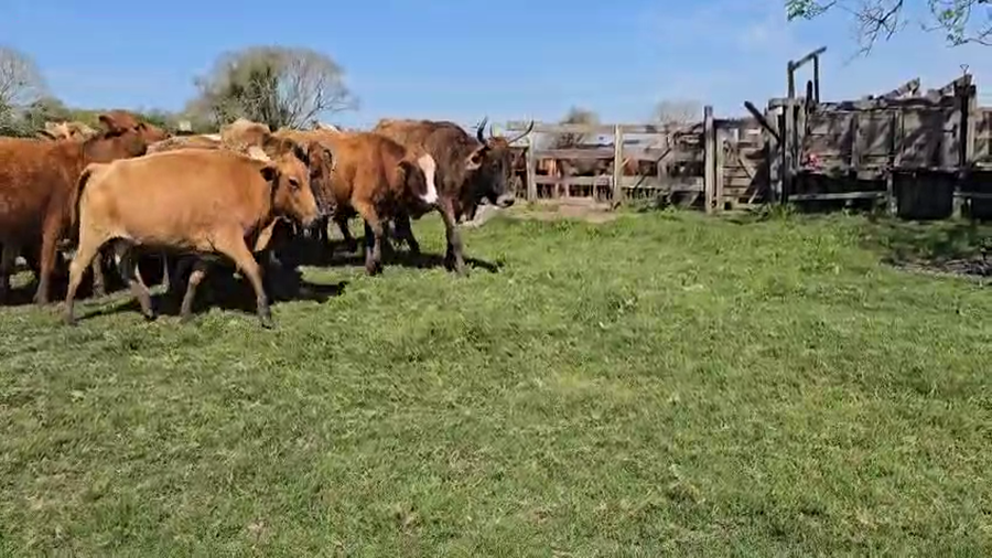 Lote 23 Vacas CUT preñadas