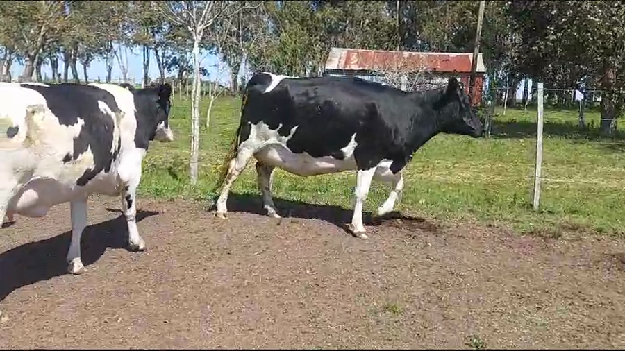 Lote (Vendido)3 Vaquillonas  a remate en Remate por pantalla de la Exposición de San José en Rodriguez