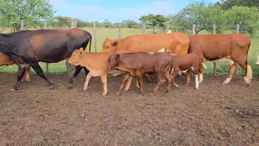 Lote 60 Vacas nuevas C/ cria en Corrientes, Curuzú-Cuatiá