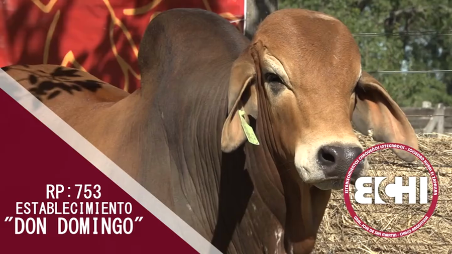 Lote TORO BRAHMAN CABAÑA DON DOMINGO