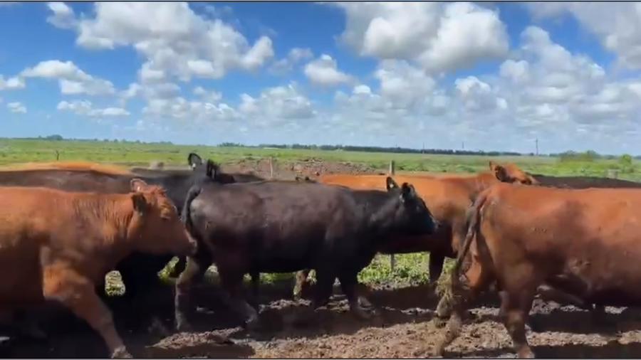 Lote 33 Vacas NUEVA G/P