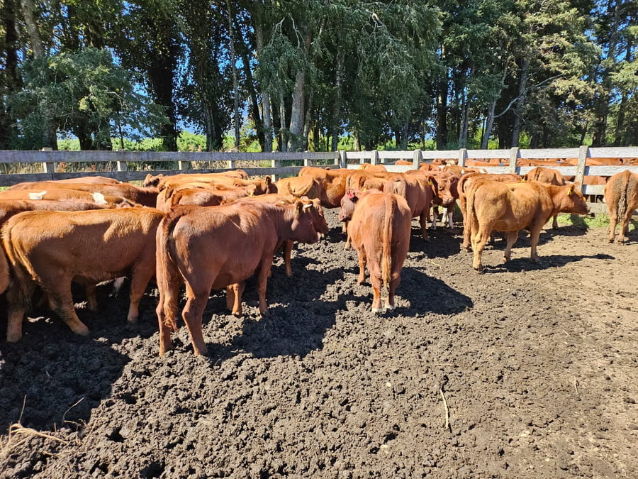 Lote 67 Vaquilla Engorda en Futrono, XIV Región Los Ríos