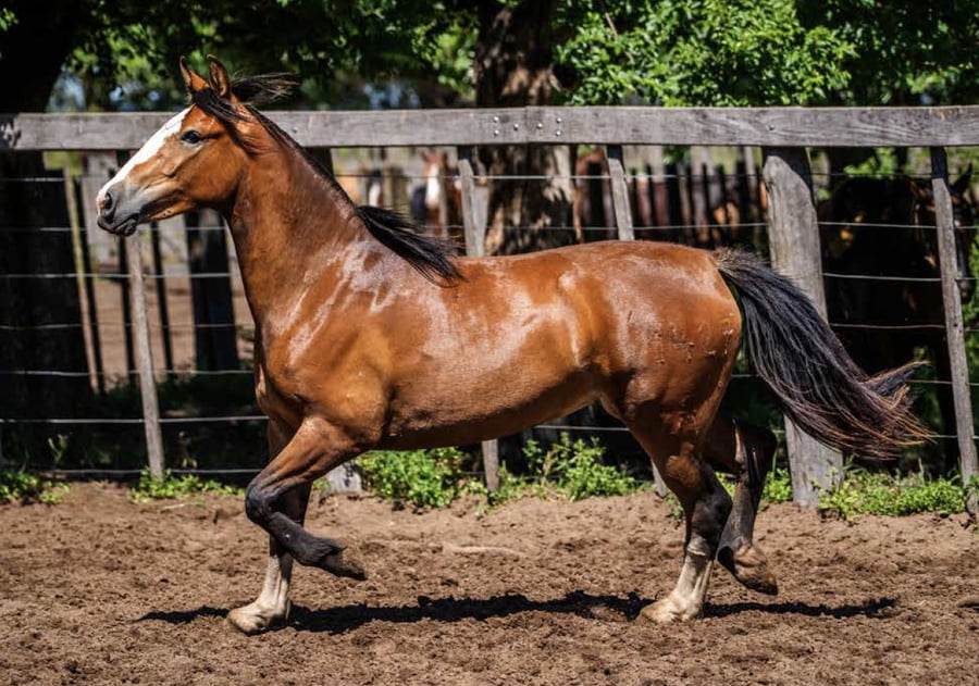 Lote TAÑIDO PAQUITA